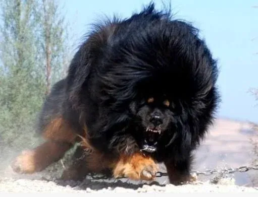 늑대와 개의 싸움에서 개가 이기는 이유 비교도