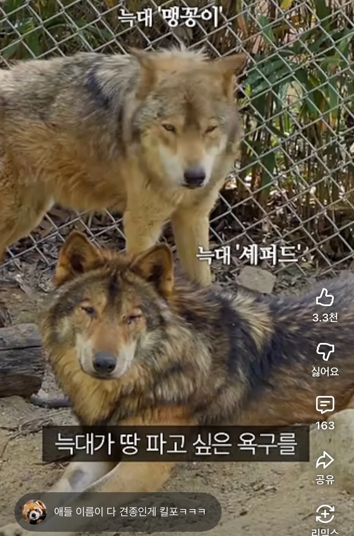 청주동물원 늑대 이름 '멧곱이', '세퍼드'