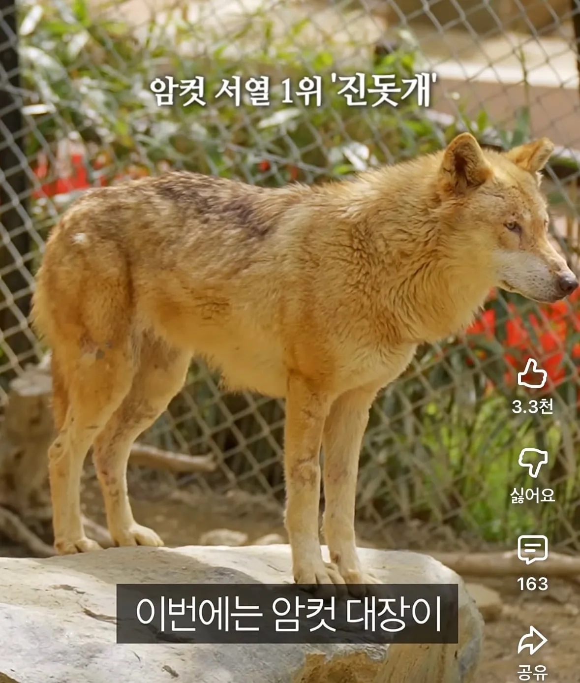 청주동물원 흥미로운 이름의 암컷 늑대