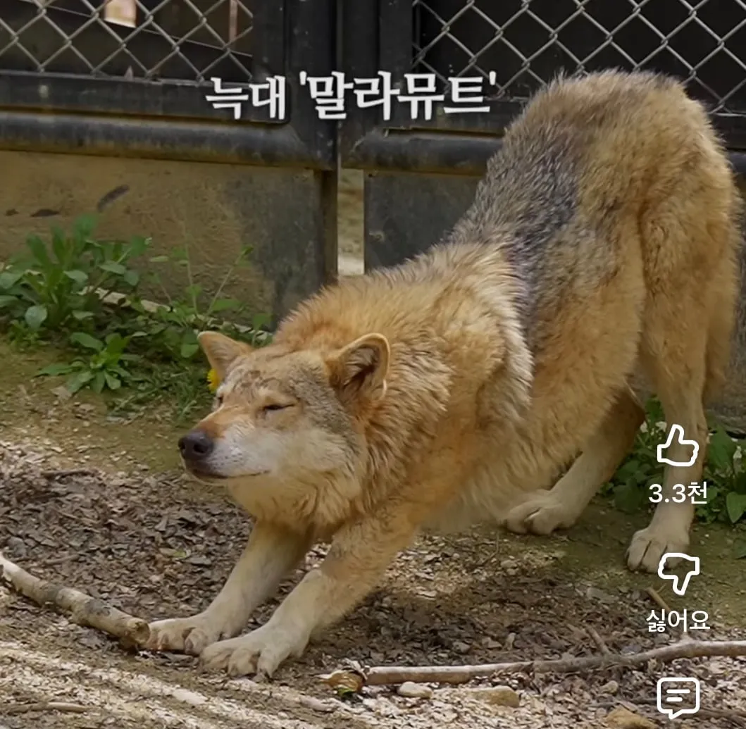 청주동물원 늑대 이름 정보 텍스트