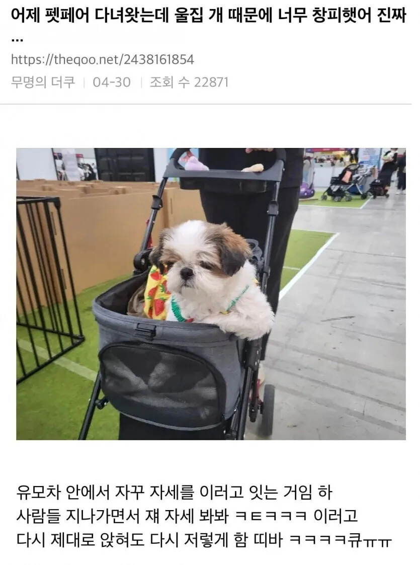 펫페어 유모차 안에서 이상한 자세로 누워있는 개