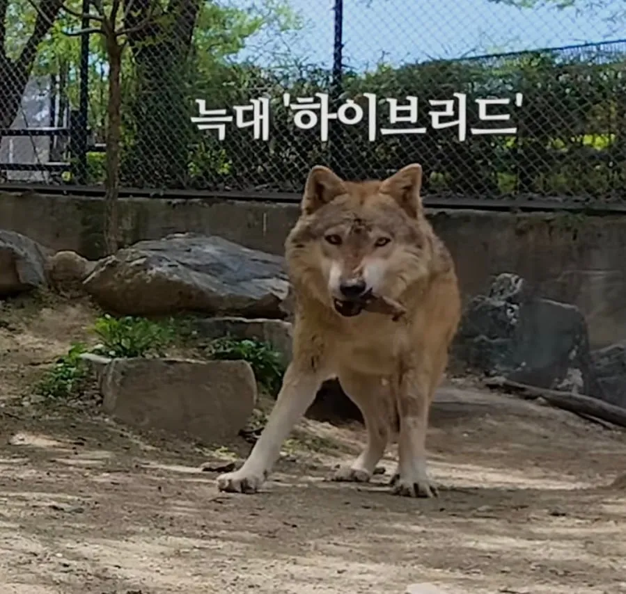 청주동물원의 늑대 '하이브리드'