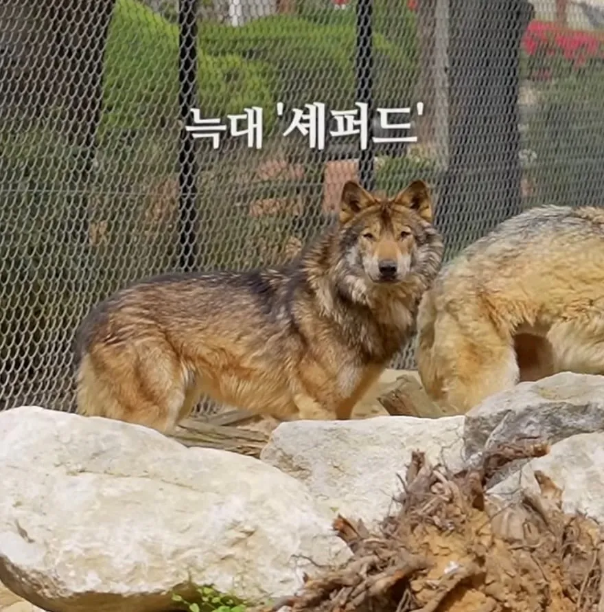 청주동물원 늑대의 이상한 이름 관련 이미지