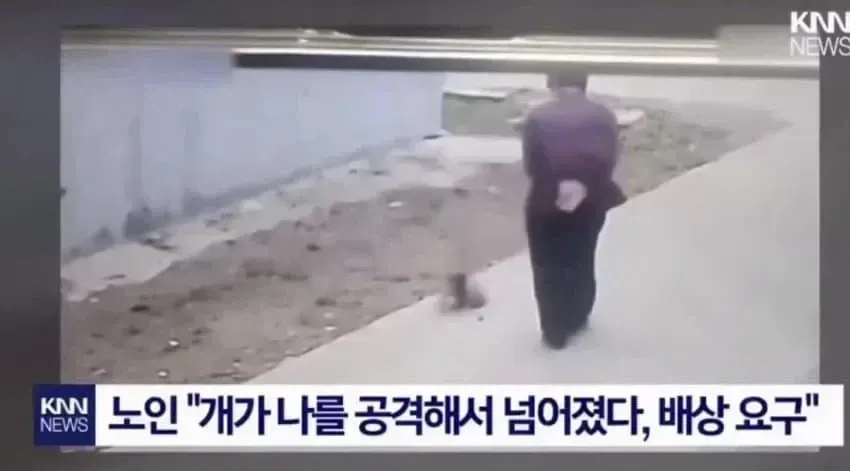 개에게 공격당한 할머니의 배상 요구 관련 뉴스 기사