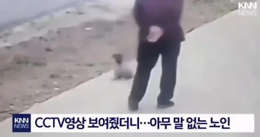 개 물린 할머니의 배상 요구 후 침묵한다는 댓글
