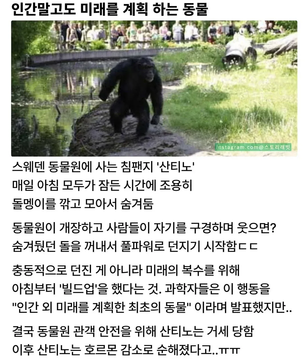 인간 외 미래를 계획한 동물, 침팬지 산티노의 복수 준비 이야기