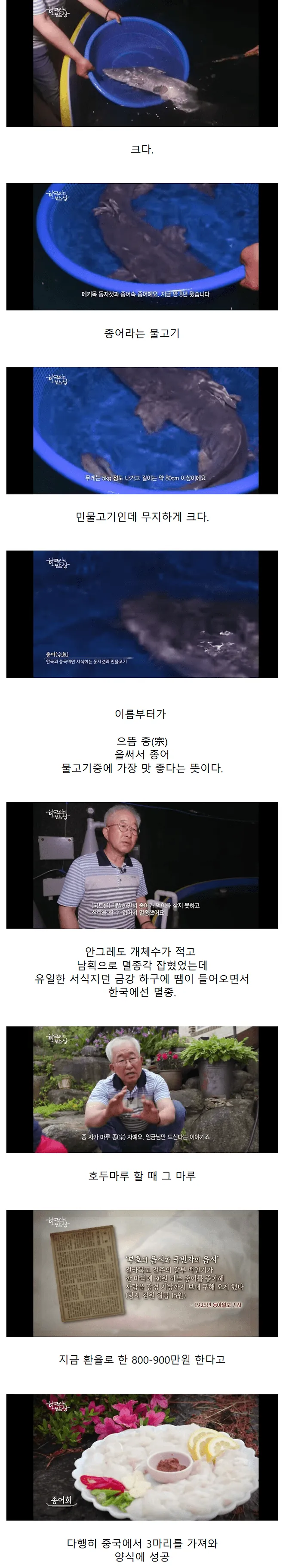 한국에서 과도한 포획으로 멸종한 홍어를 다룬 인포그래픽