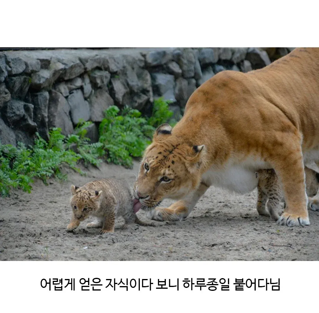 어렵게 얻은 새끼 릴라이거가 하루종일 날아다니고 있다