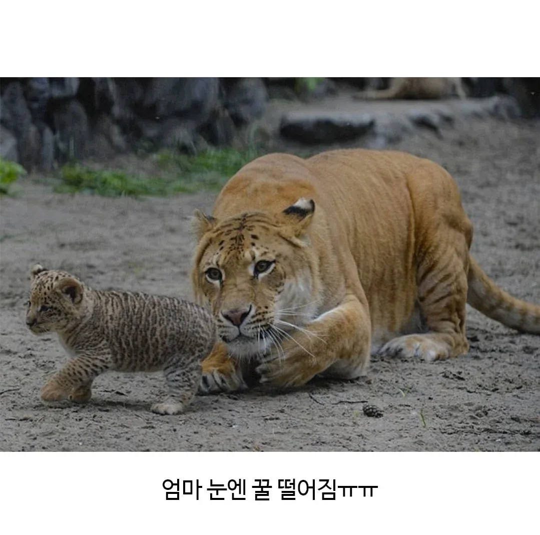 엄마 눈에서 꿀 떨어지는 어렵게 태어난 릴라이거 밈 이미지