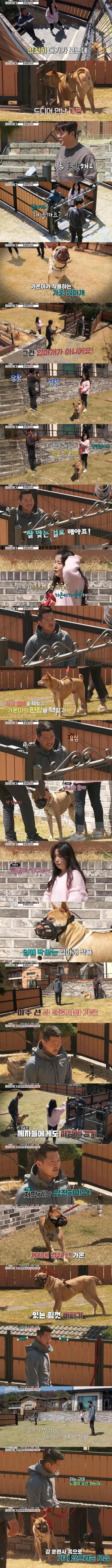 개물림 사고의 주요 원인을 나타낸 통계 차트