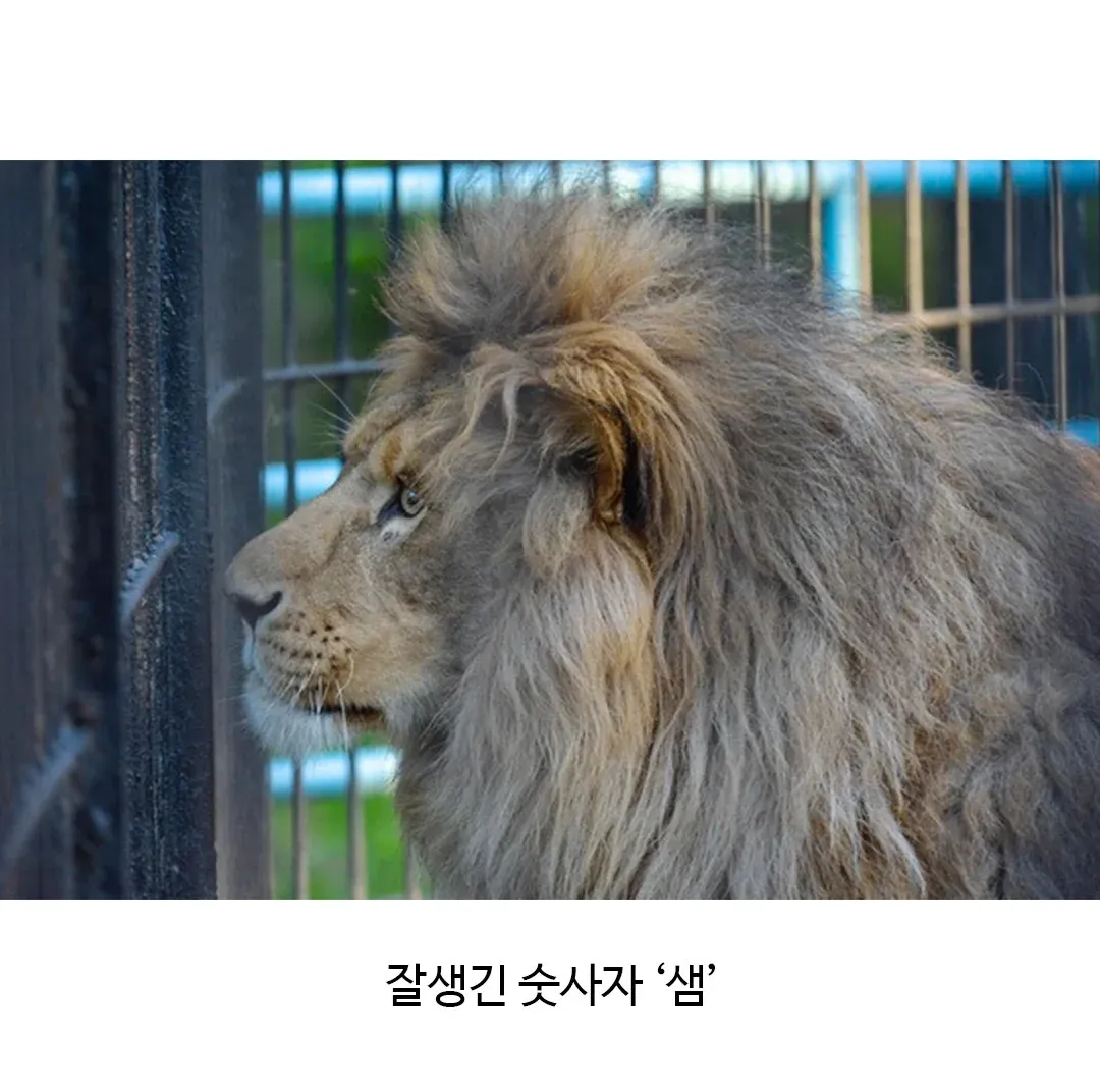어렵게 태어난 릴라이거