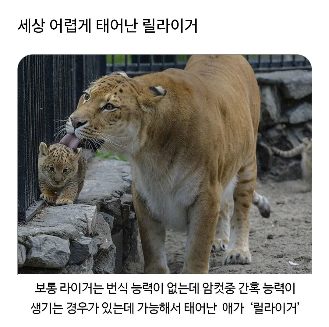 희귀한 릴라이거: 번식 능력이 있는 라이거 암컷에서 태어난 동물