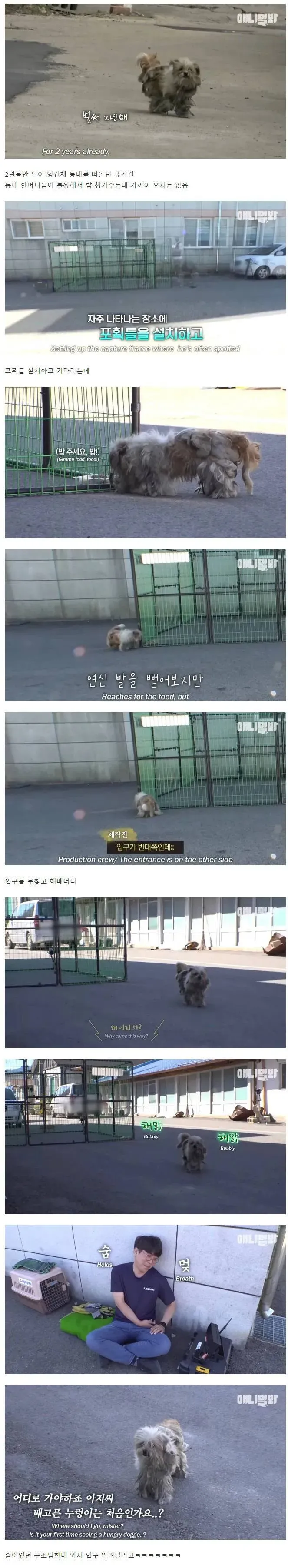 할머니가 챙겨주는 밥을 찾지 못해 헤매는 유기견 구조 영상
