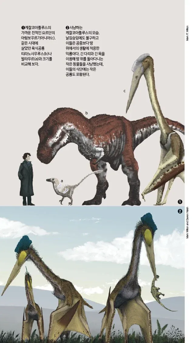 작은 공룡과 육식공룡의 크기 비교, 익룡 케찰코아틀루스의 모습