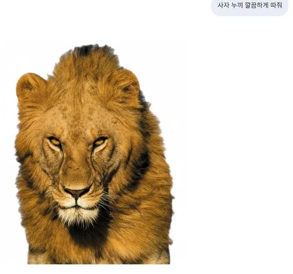 포토샵으로 표현한 사자 누껴진 형상