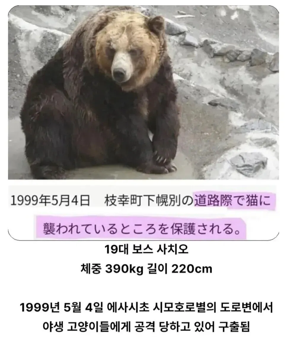 사치오 곰 프로필: 1999년 야생 고양이 공격에서 구출, 체중 390kg