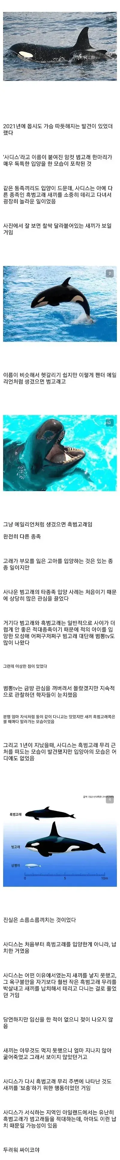 범고래의 타종 새끼 입양 이유 분석: 모성본능, 사회성, 생존보호