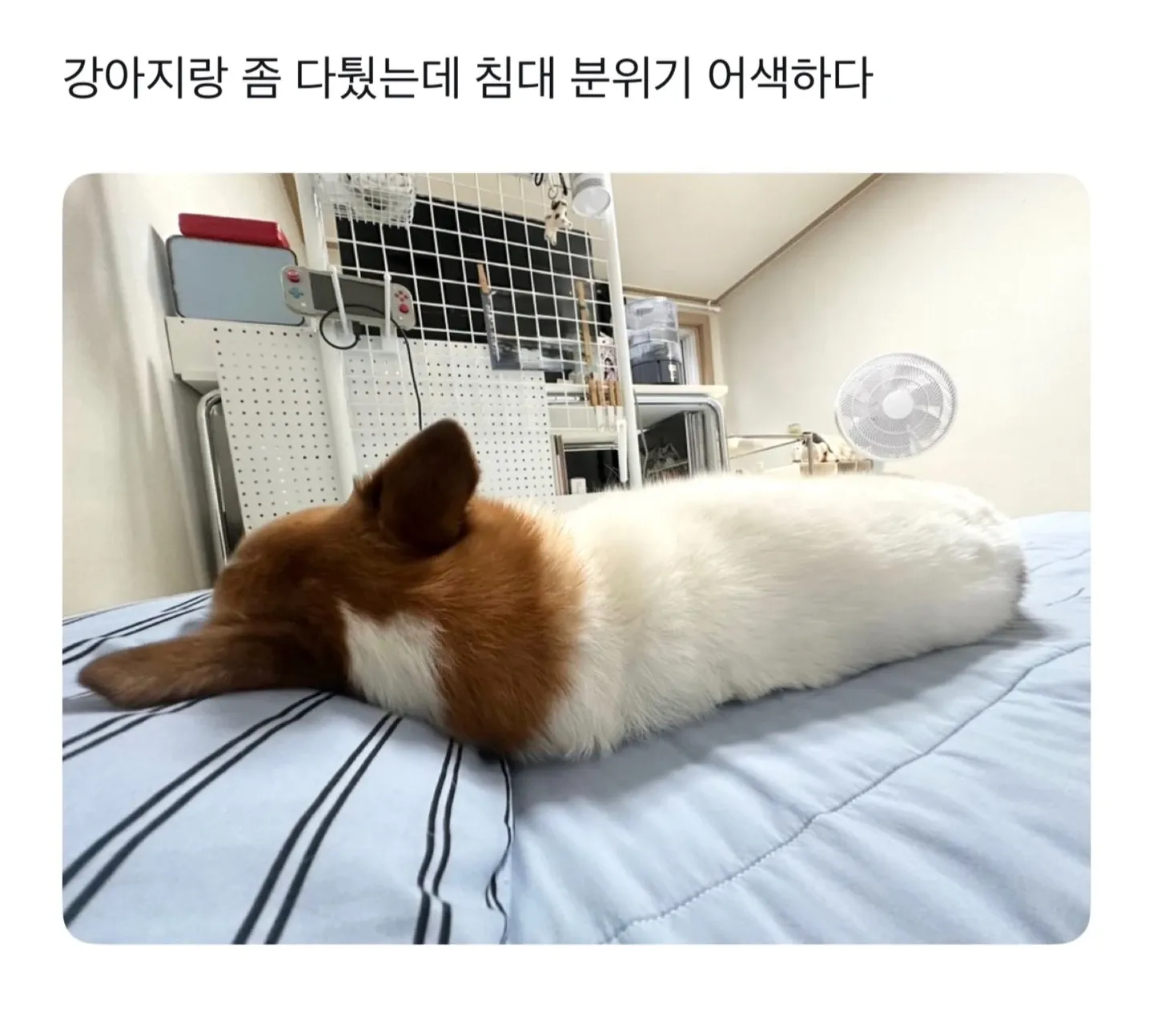 강아지와 싸운 후 침대에서의 어색한 분위기