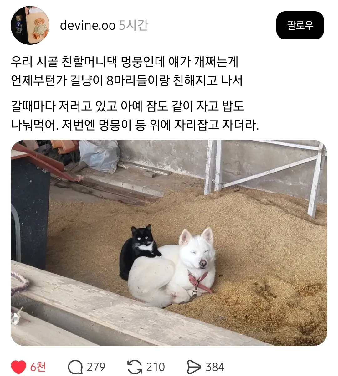 시골 개가 길냥이 8마리와 함께 잠을 자고 밥을 나눠먹는 모습