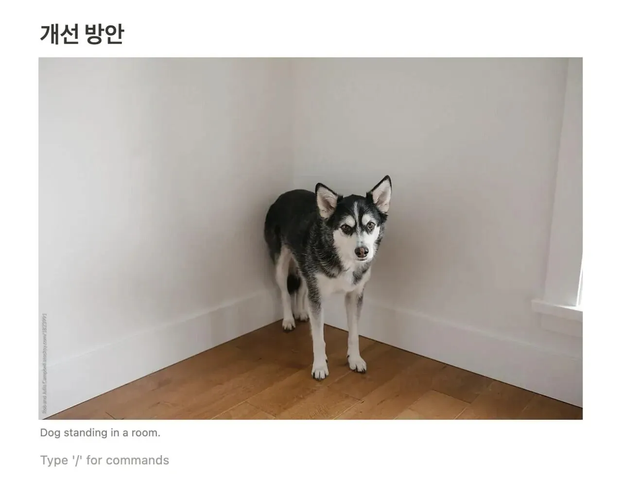 방에 서있는 개