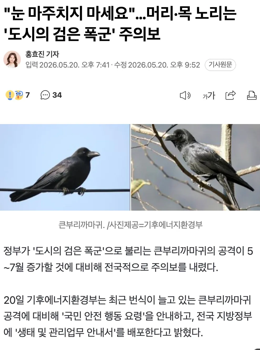 도시의 검은 폭군으로 불리는 큰부리까마귀 경고 이미지