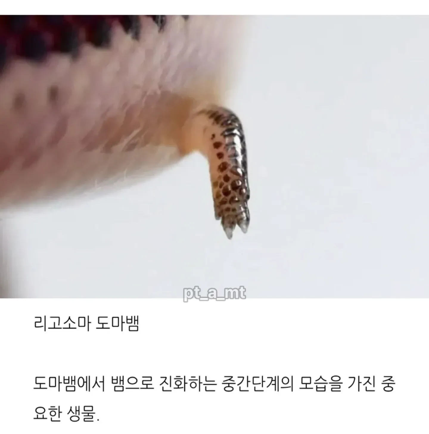 리고소마 도마뱀, 발로 진화하는 과정의 중간 단계