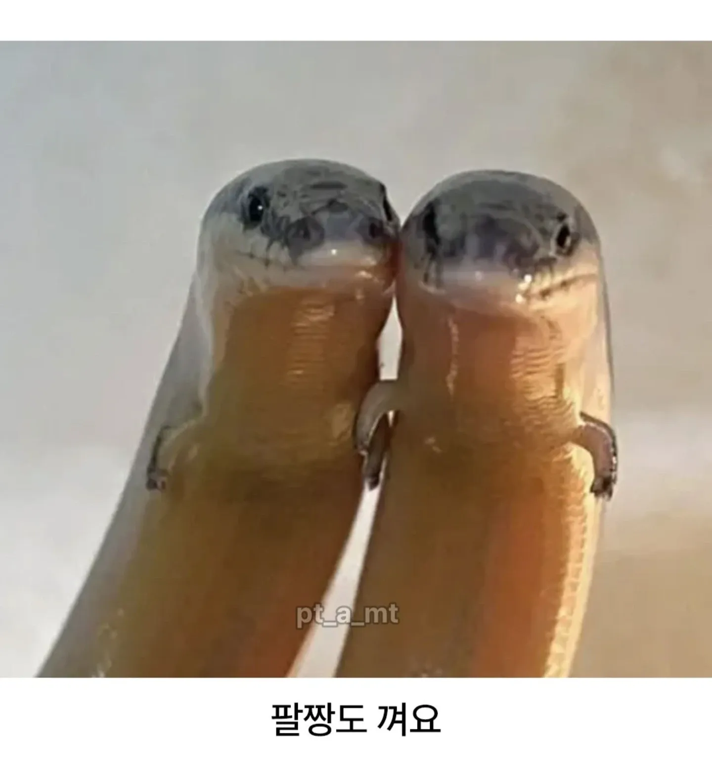 하찮은 다리를 가진 도마뱀 일러스트