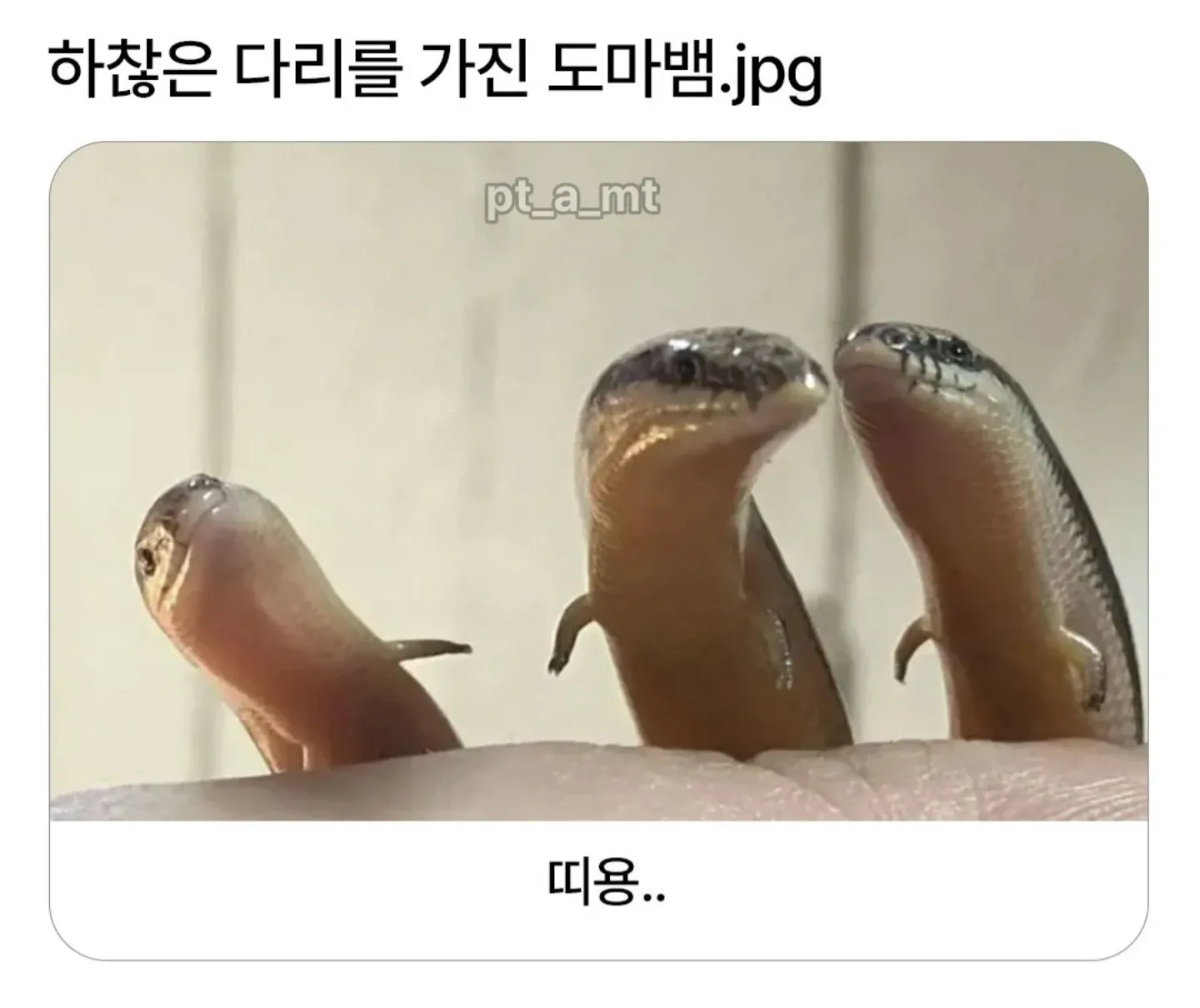 짧은 다리를 가진 도마뱀