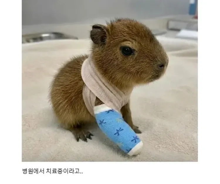 홍수 피해 아기 카피바라, 병원 치료 중