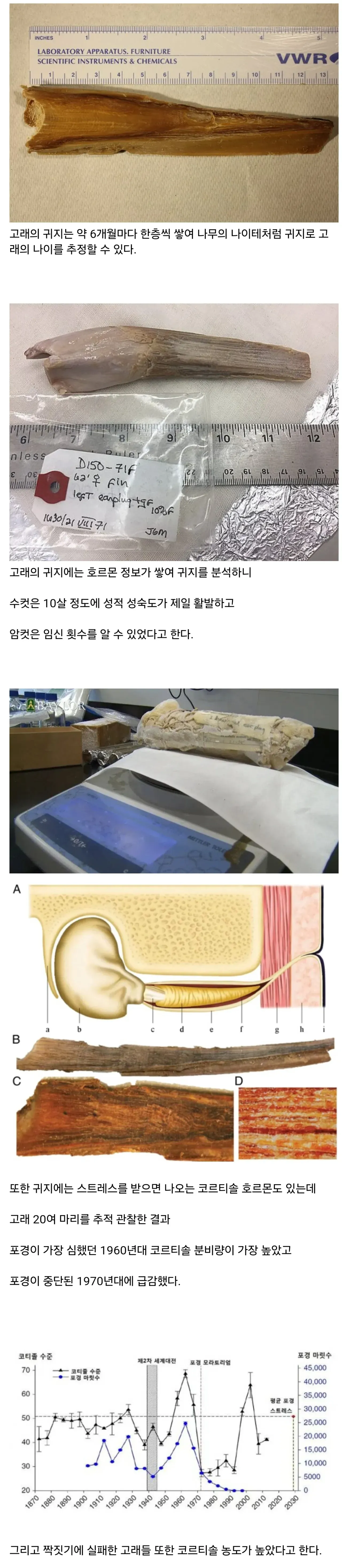 고래의 귀지로 알 수 있는 나이, 성숙도, 임신 정보 분석
