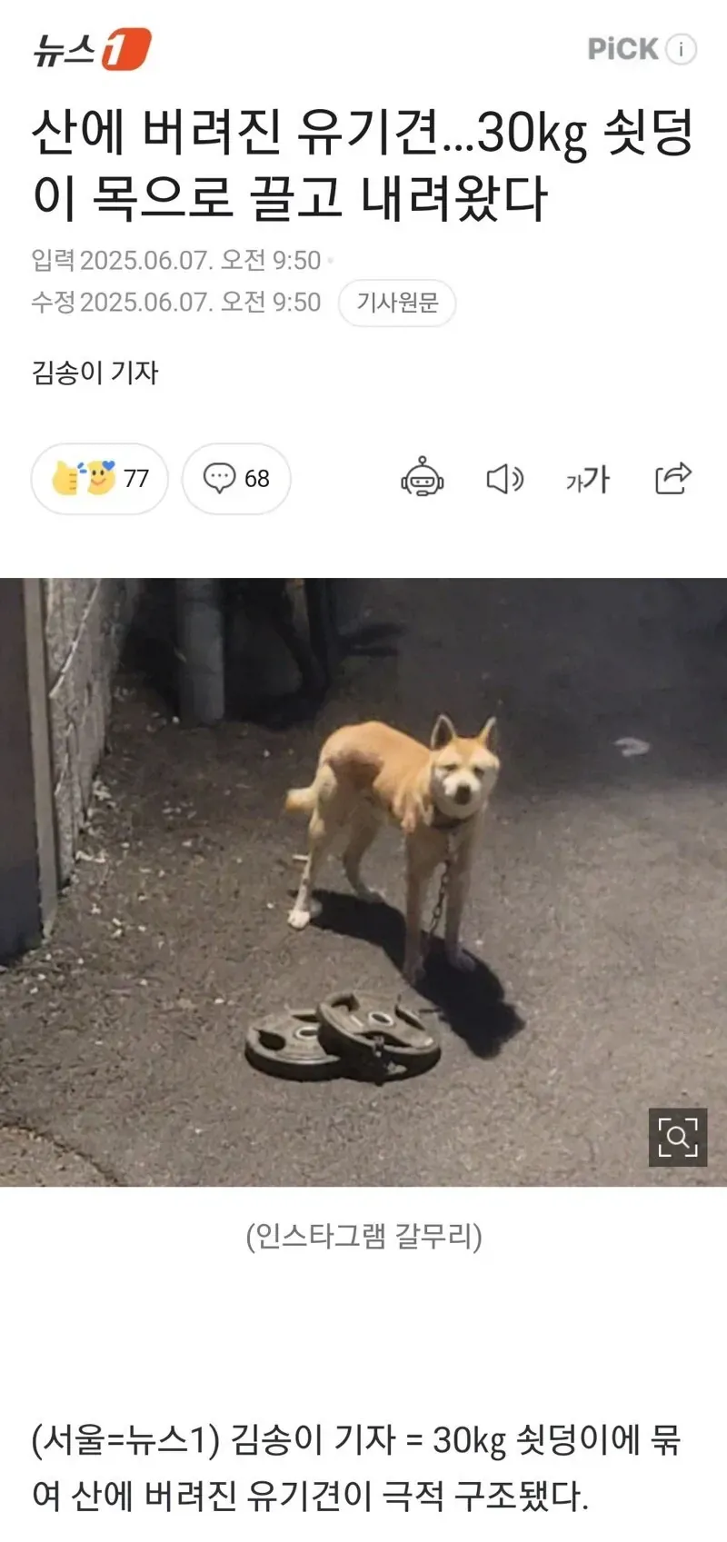 버려진 유기견, 목의 30kg 쇳덩이와 함께 산에서 극적 구조