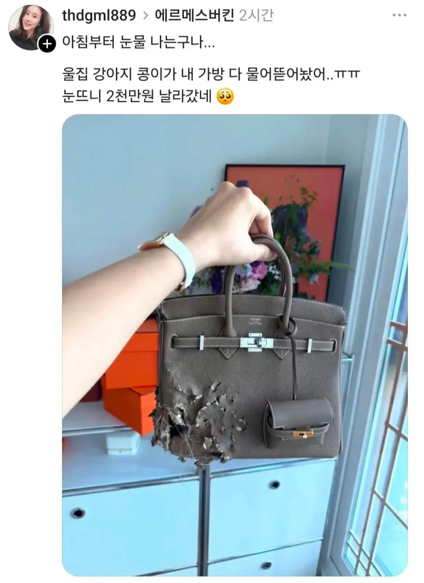 강아지가 에르메스 버킨백을 뜯어먹고 2천만원을 날린 상황