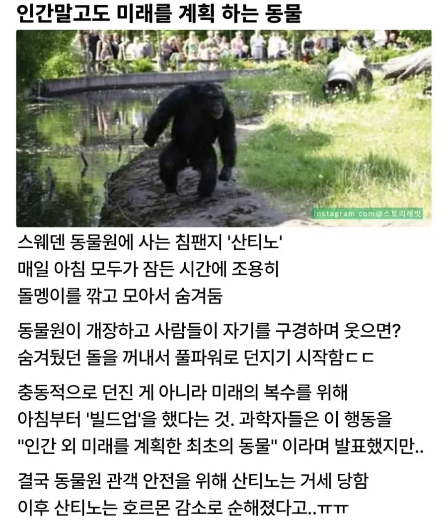 침팬지 산티노가 미리 모아둔 돌로 관광객에게 복수하려던 미래 계획 행동을 설명하는 인포그래픽