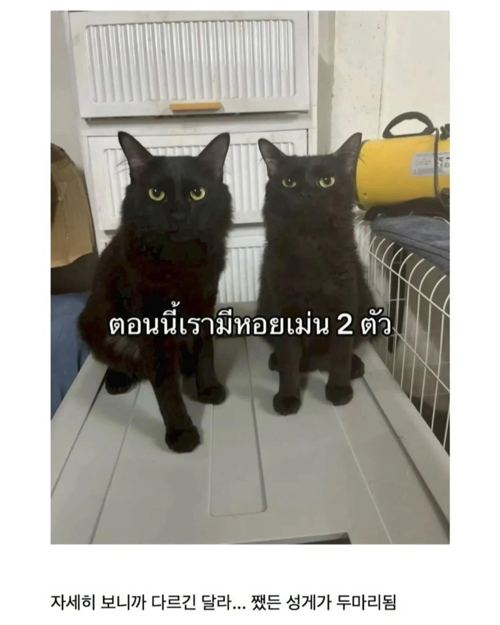 고양이 대신 발견한 닮은꼴 두 마리 동물