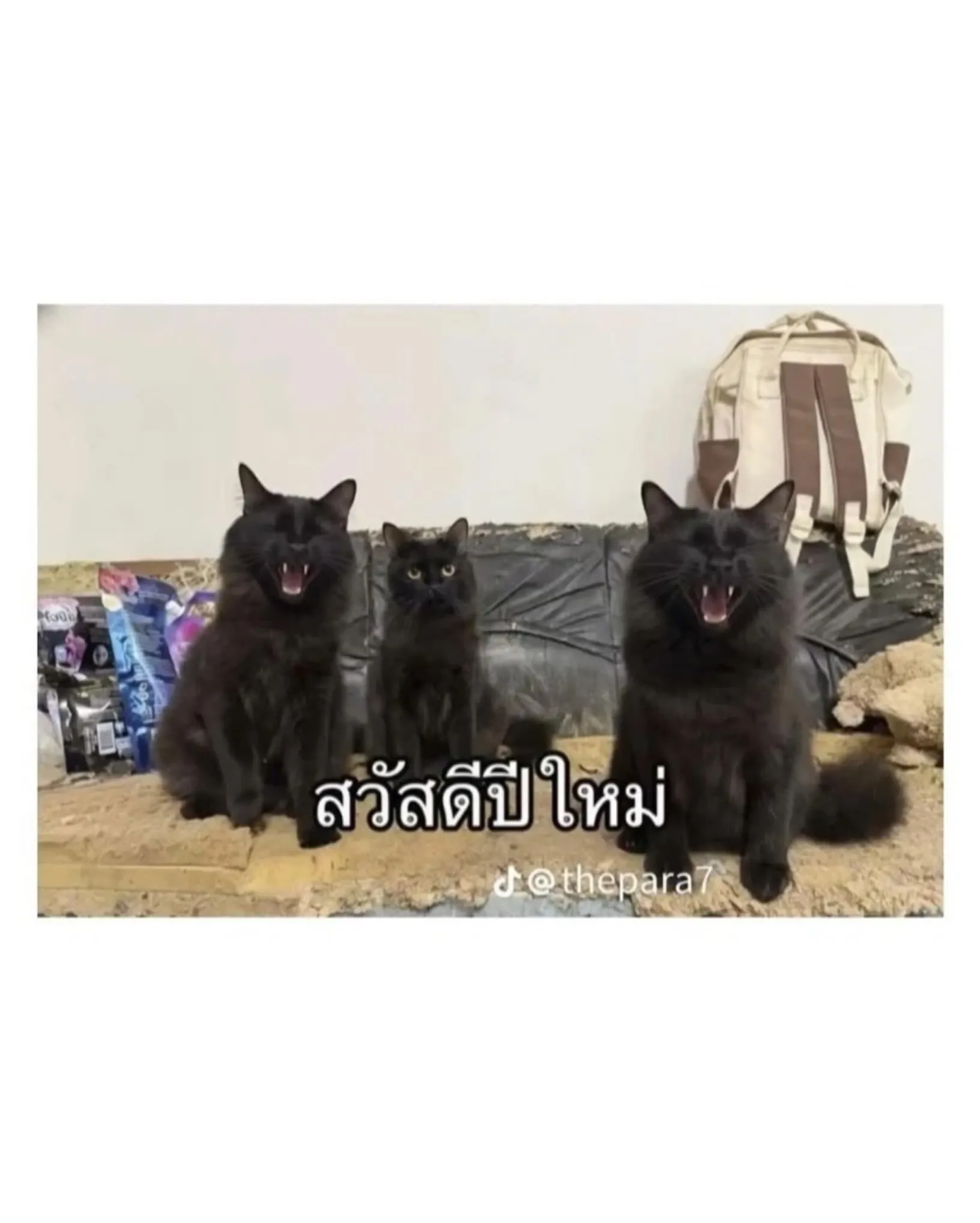 고양이를 잃어버린 태국인의 결말을 담은 이미지