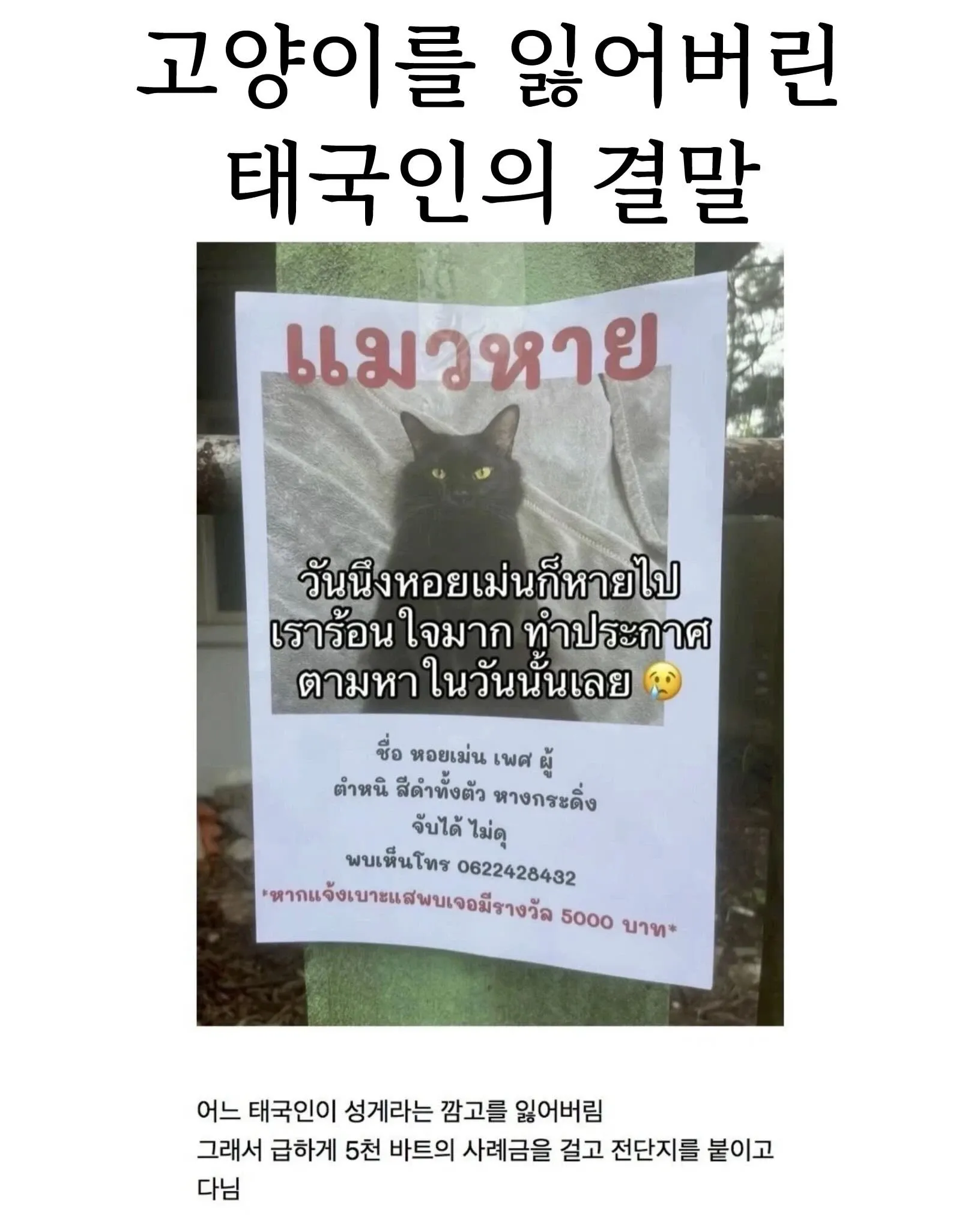 검은 고양이 실종 전단지, 5000바트 사례금