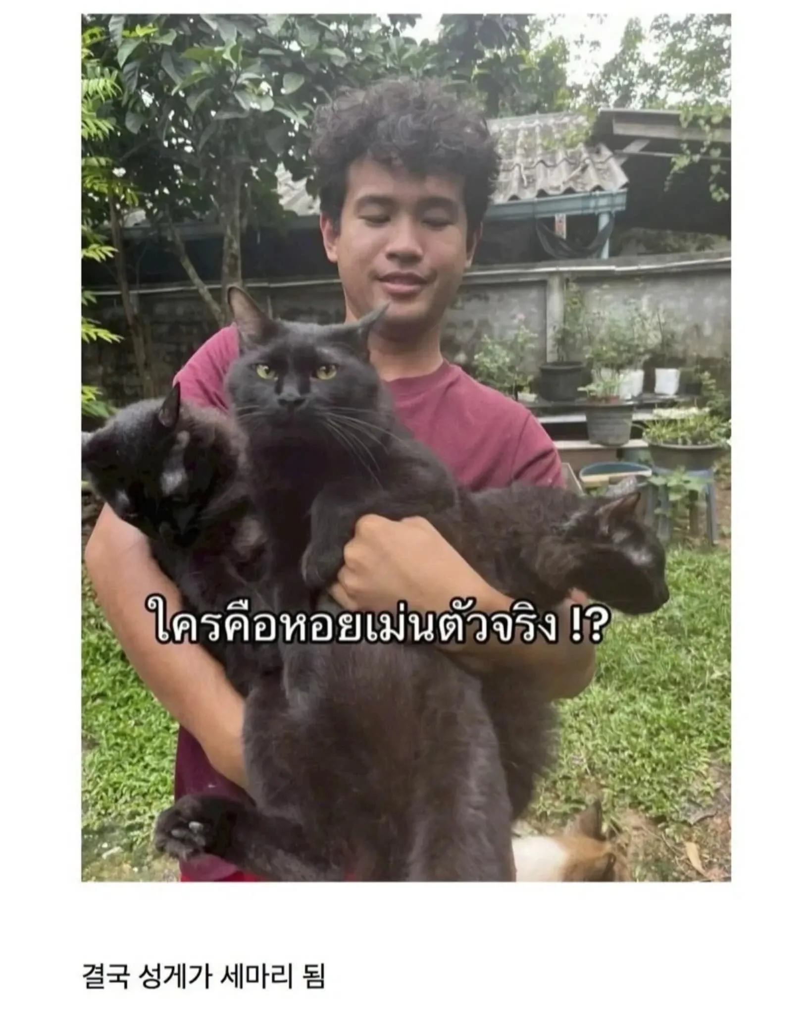 고양이를 찾은 태국인의 감정적 결말 장면