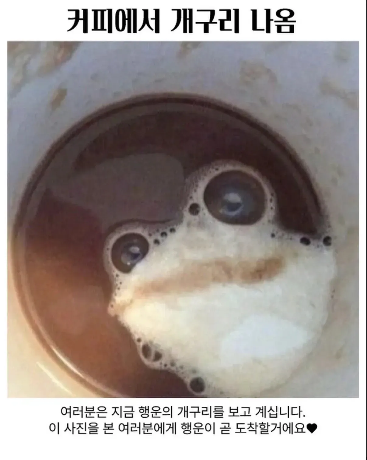 커피에서 나온 행운의 개구리