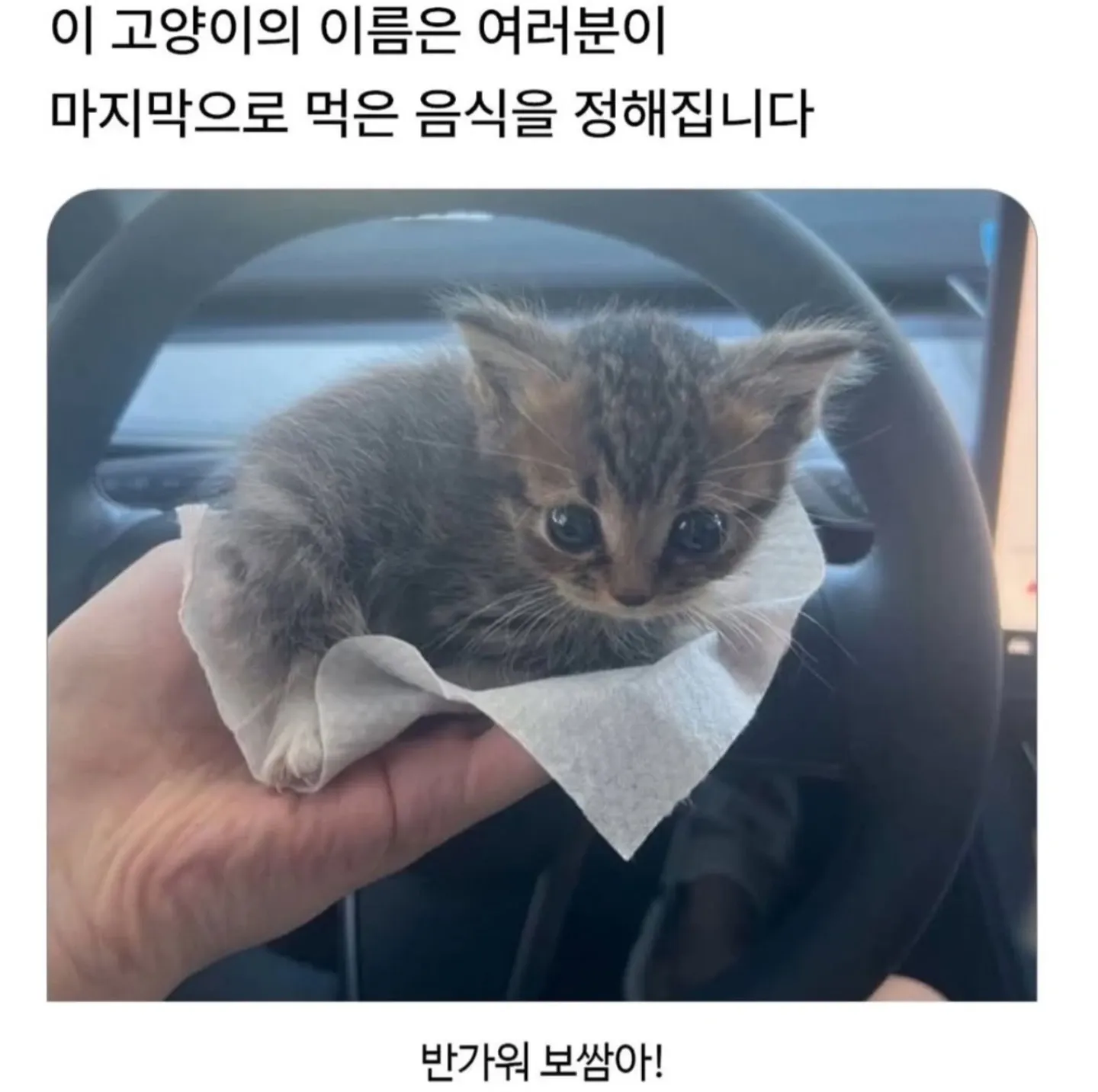 마지막으로 먹은 음식이 이름이 되는 고양이 캐릭터