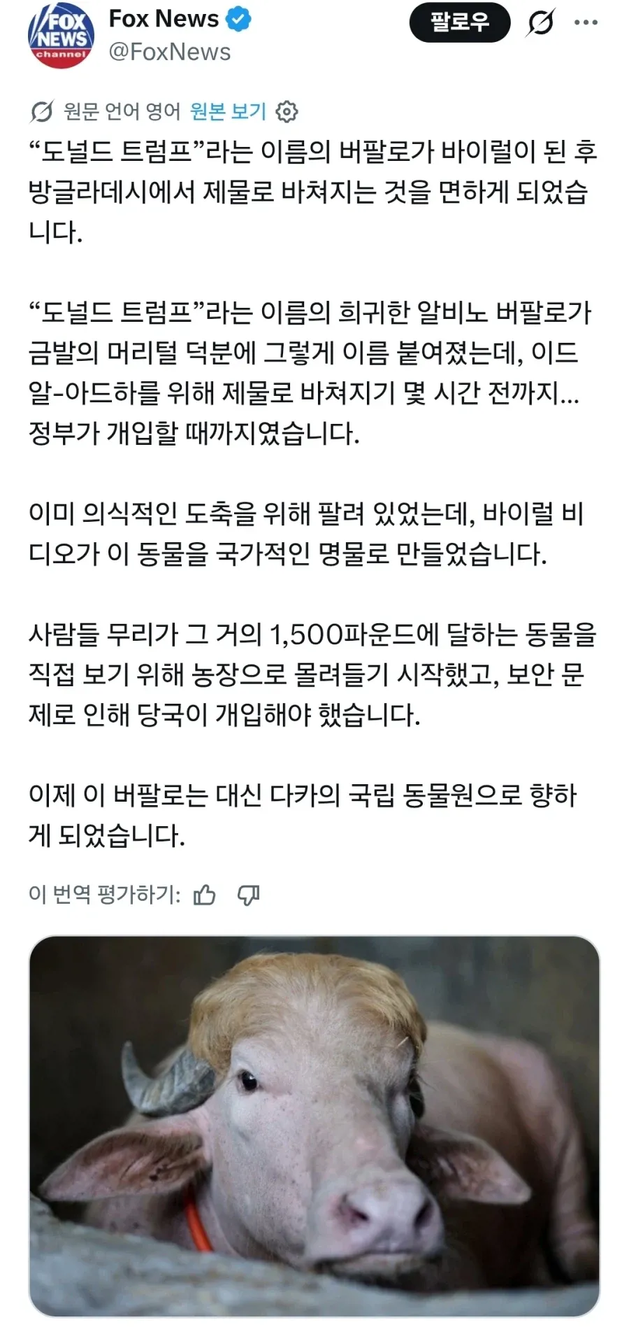 알비노 버팔로 도널드 트럼프, 제물 운명에서 극적으로 구조되다
