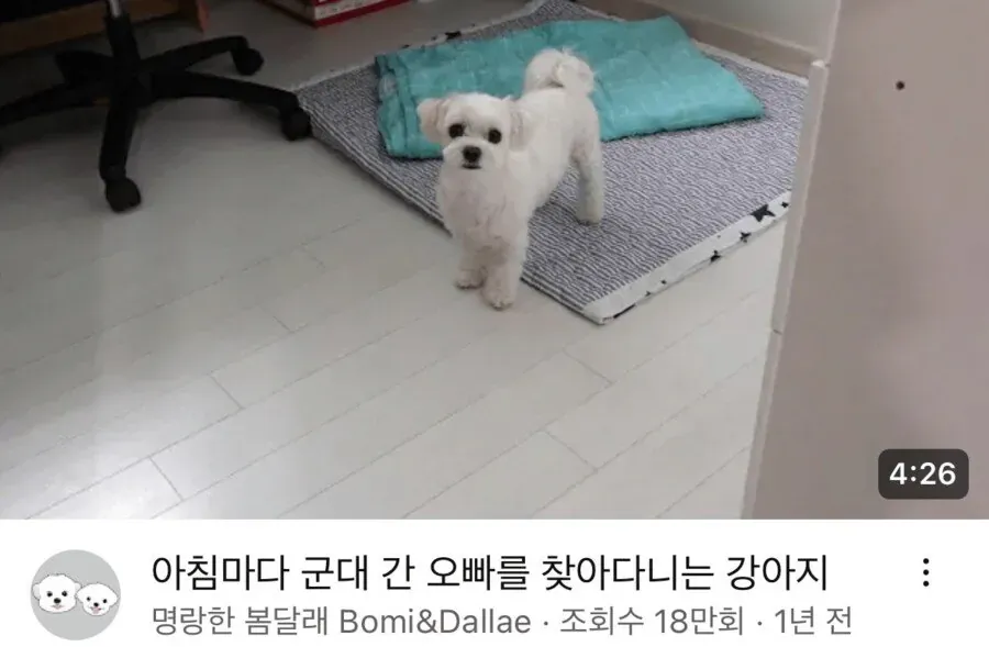 아침마다 군대 간 오빠를 찾아다니는 강아지