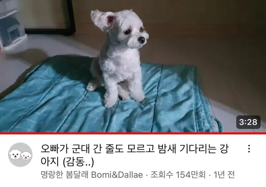 군대 간 오빠를 밤새 기다리는 강아지