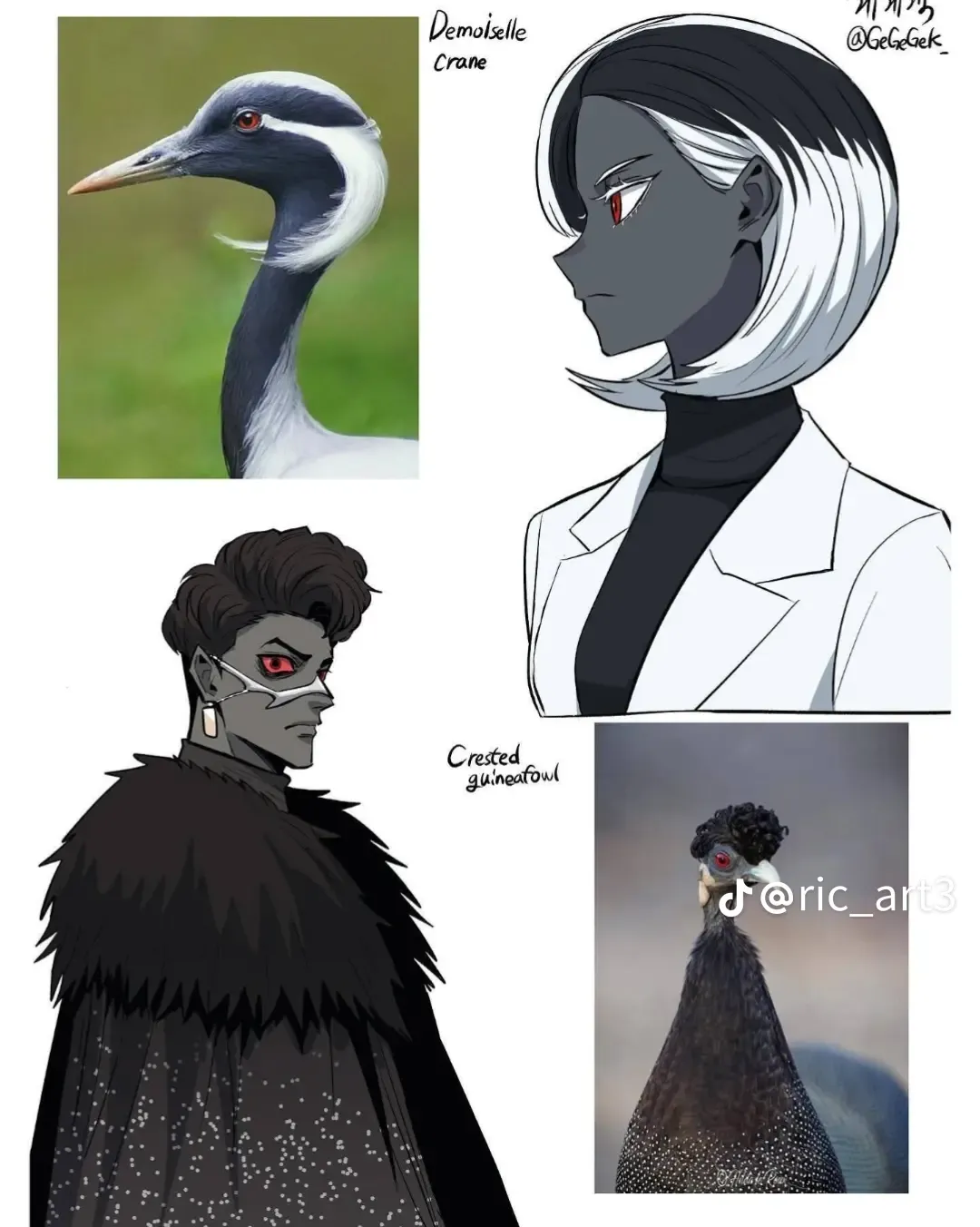 Demoiselle crane과 Crested guineafowl의 새 이미지 모음