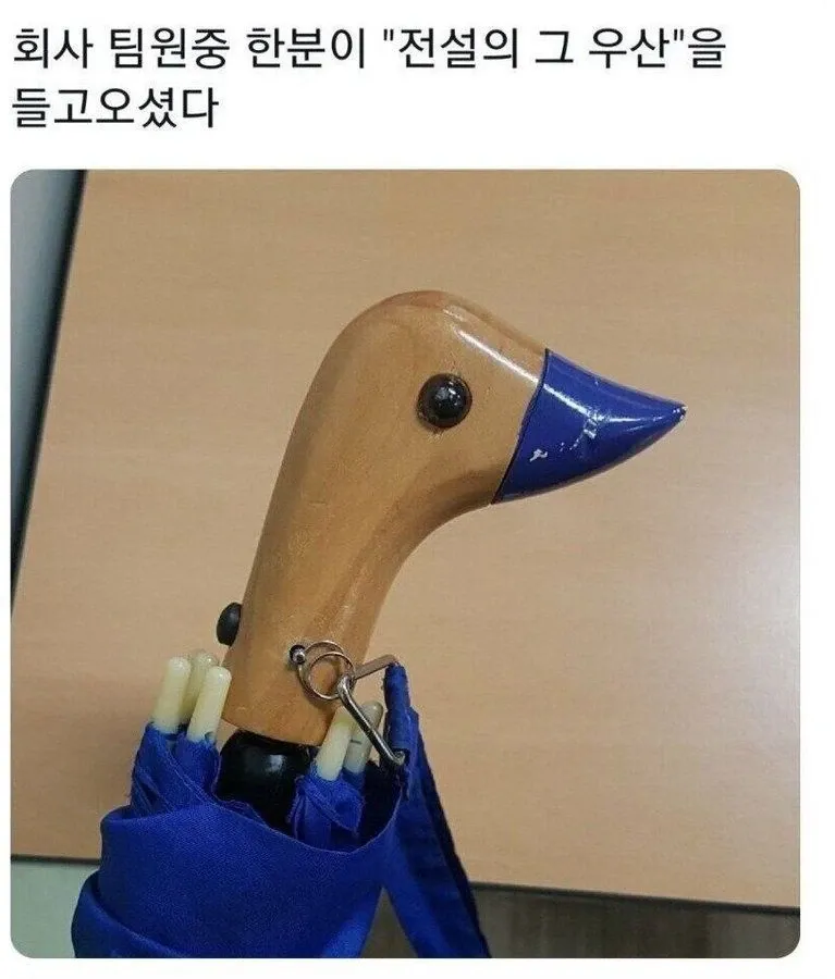 회사 팀원이 들고 온 전설의 우산