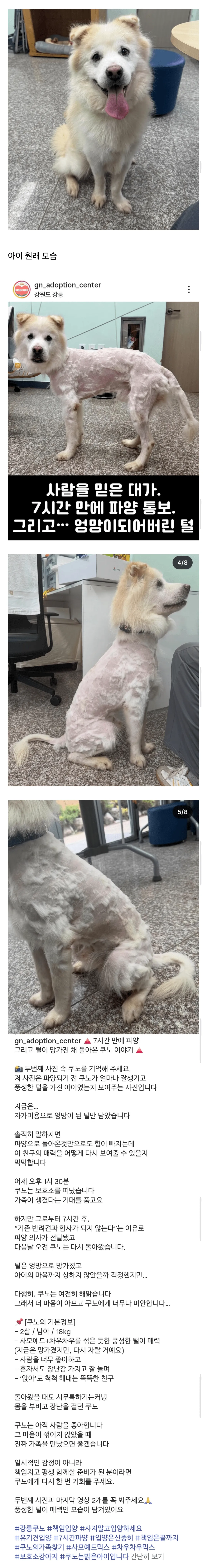 입양 7시간 만에 파양돼 보호소로 온 강아지의 사연
