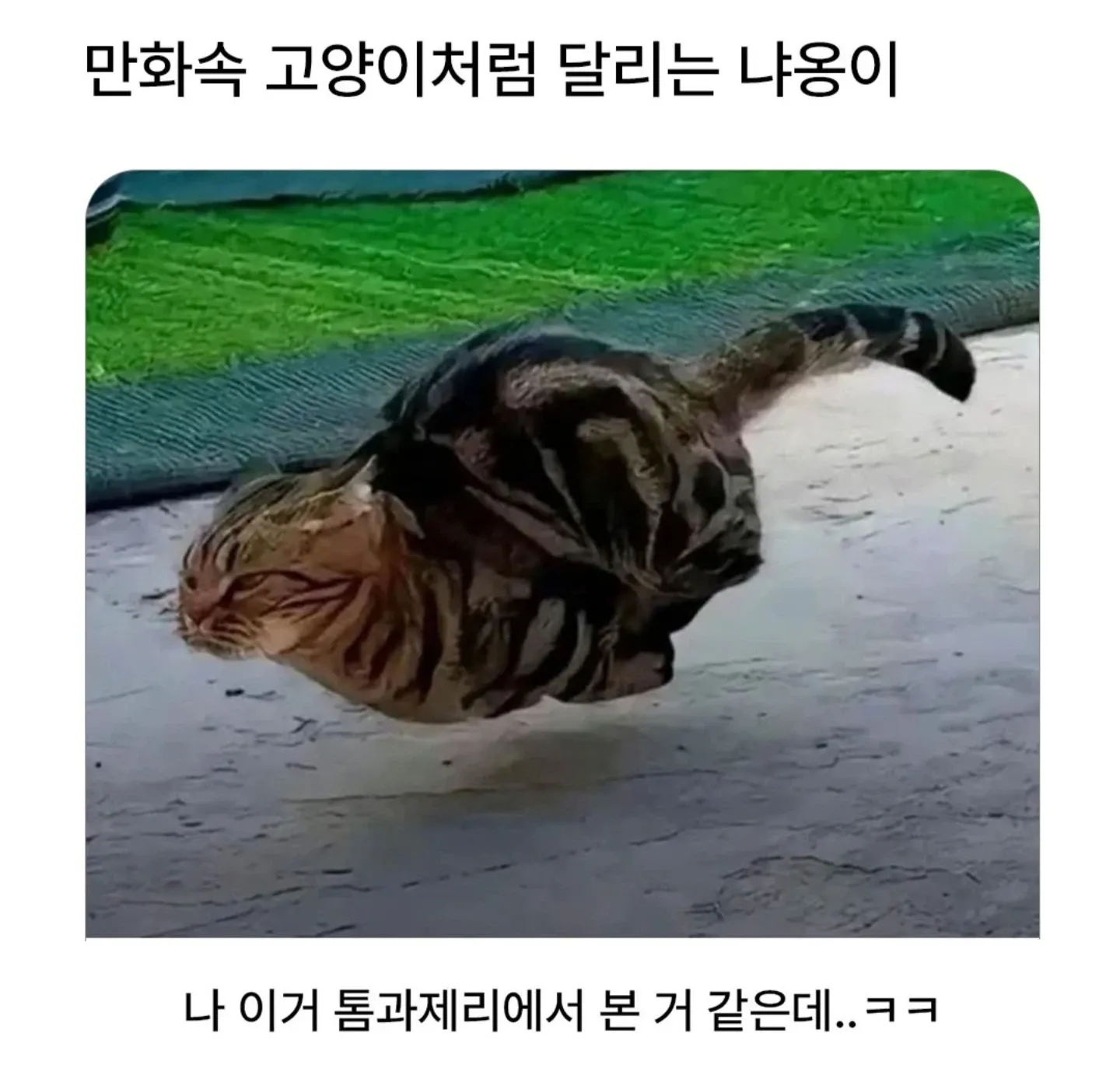 만화 캐릭터처럼 달리는 고양이 나우오이