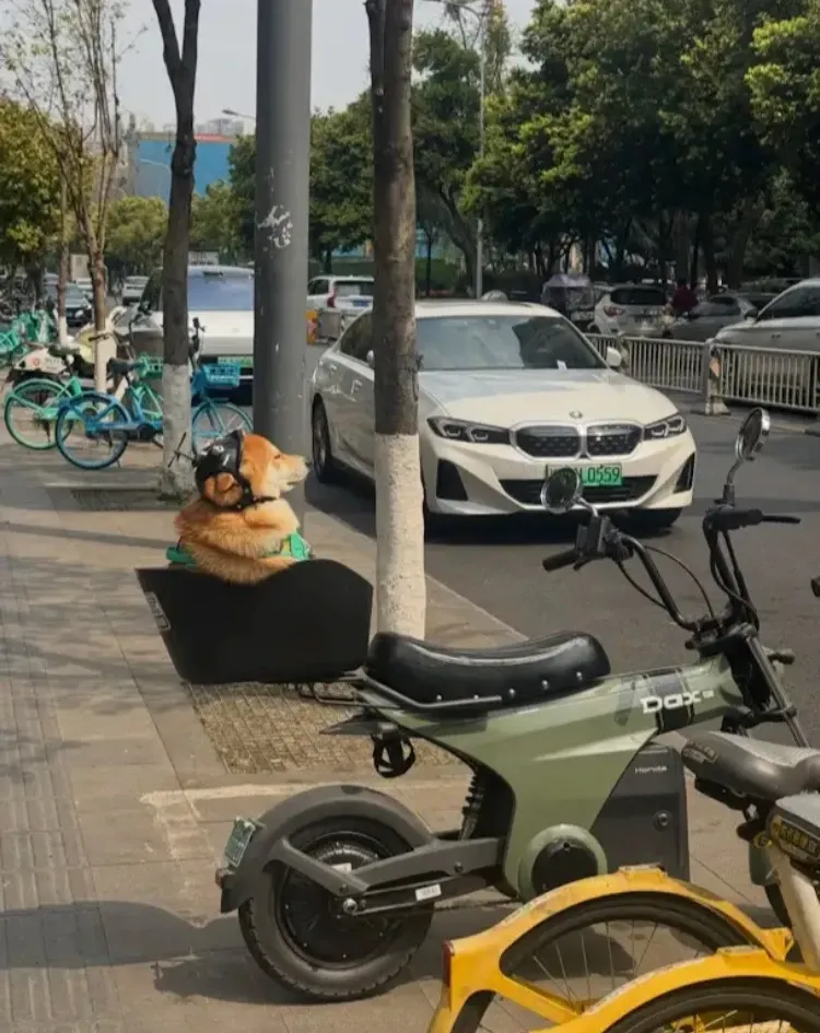 D0EI 0559 코드와 의젓댕 텍스트가 표시된 이미지