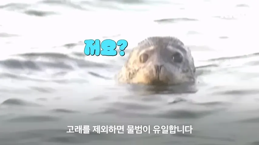 백령도 앞바다의 돌고래, 등지느러미 특징