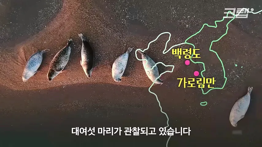 백령도 가로림만에서 관찰되는 해양포유류 여섯 마리