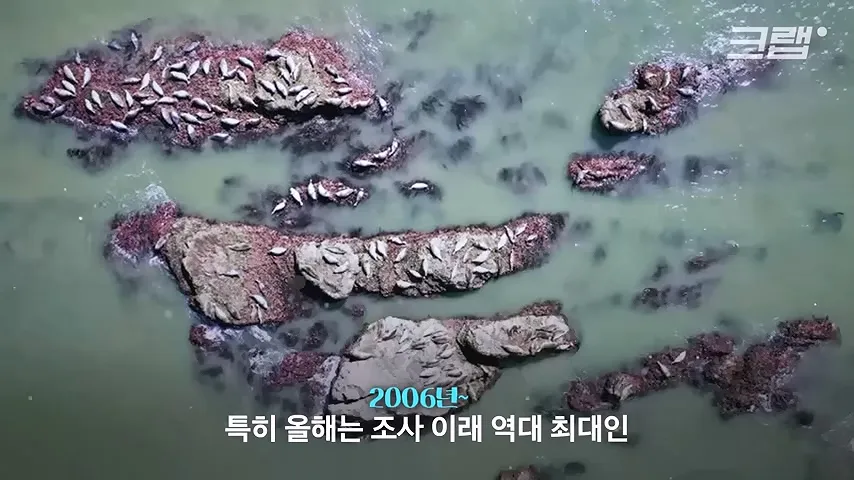 올해 조사된 백령도 앞바다 해양포유류가 역대 최다